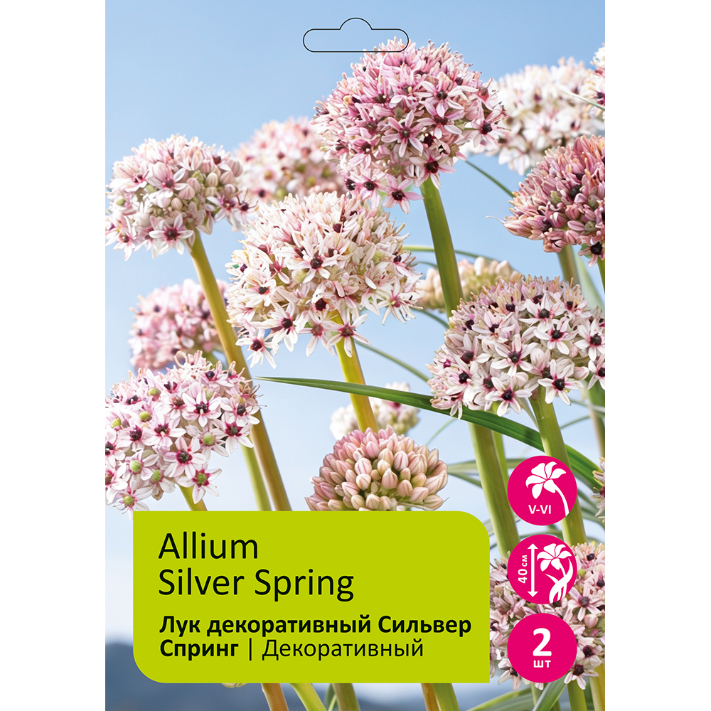 Лук Сильвер Спринг 2шт 8/10 /ALLIUM SILVER SPRING