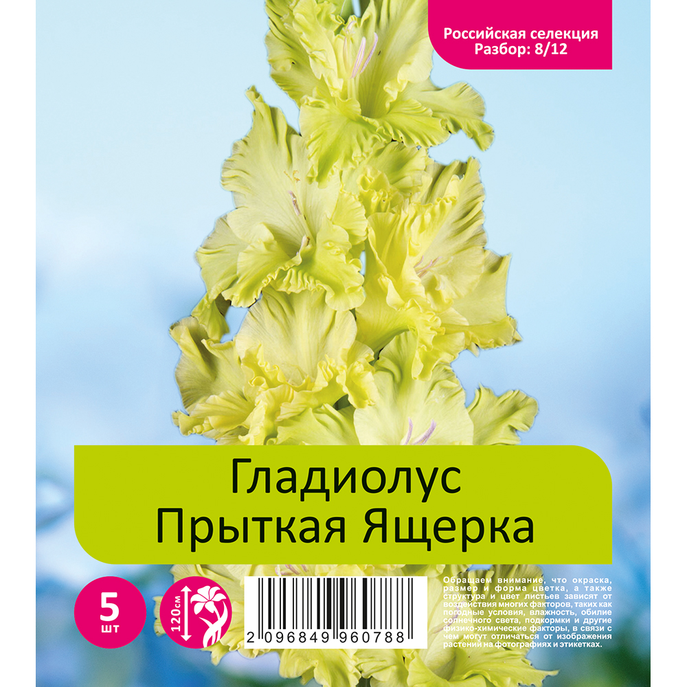 Гладиолус Прыткая Ящерка 5шт  (разбор 8/12)