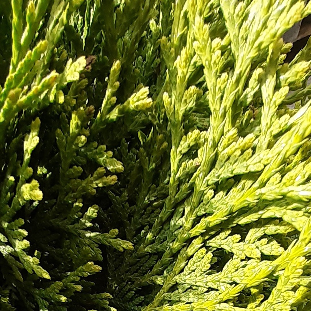 Туя западная Литтл Гиант С10 1шт /Thuja occidentalis Little Giant