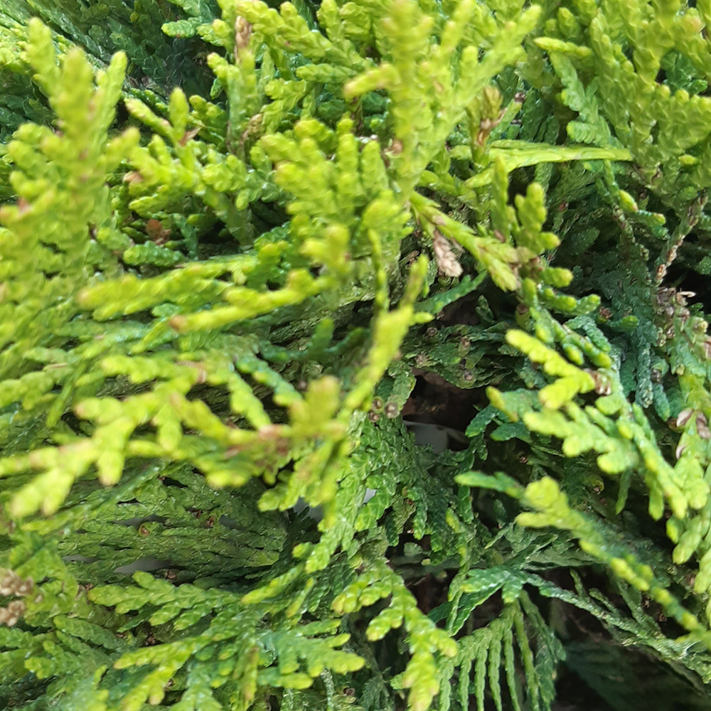 Туя западная Даника С5 1шт /Thuja occidentalis Danica