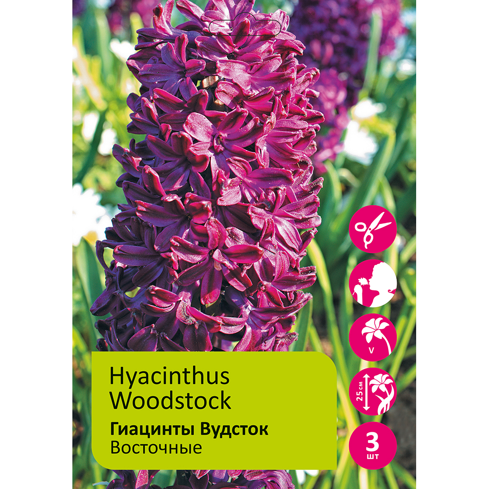 Гиацинты Вудсток 3шт 17/18  /HYACINTH WOODSTOCK