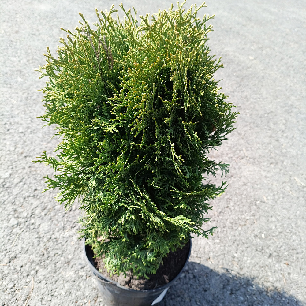 Туя западная Литтл Гиант Р9 1шт /Thuja occidentalis Little Giant