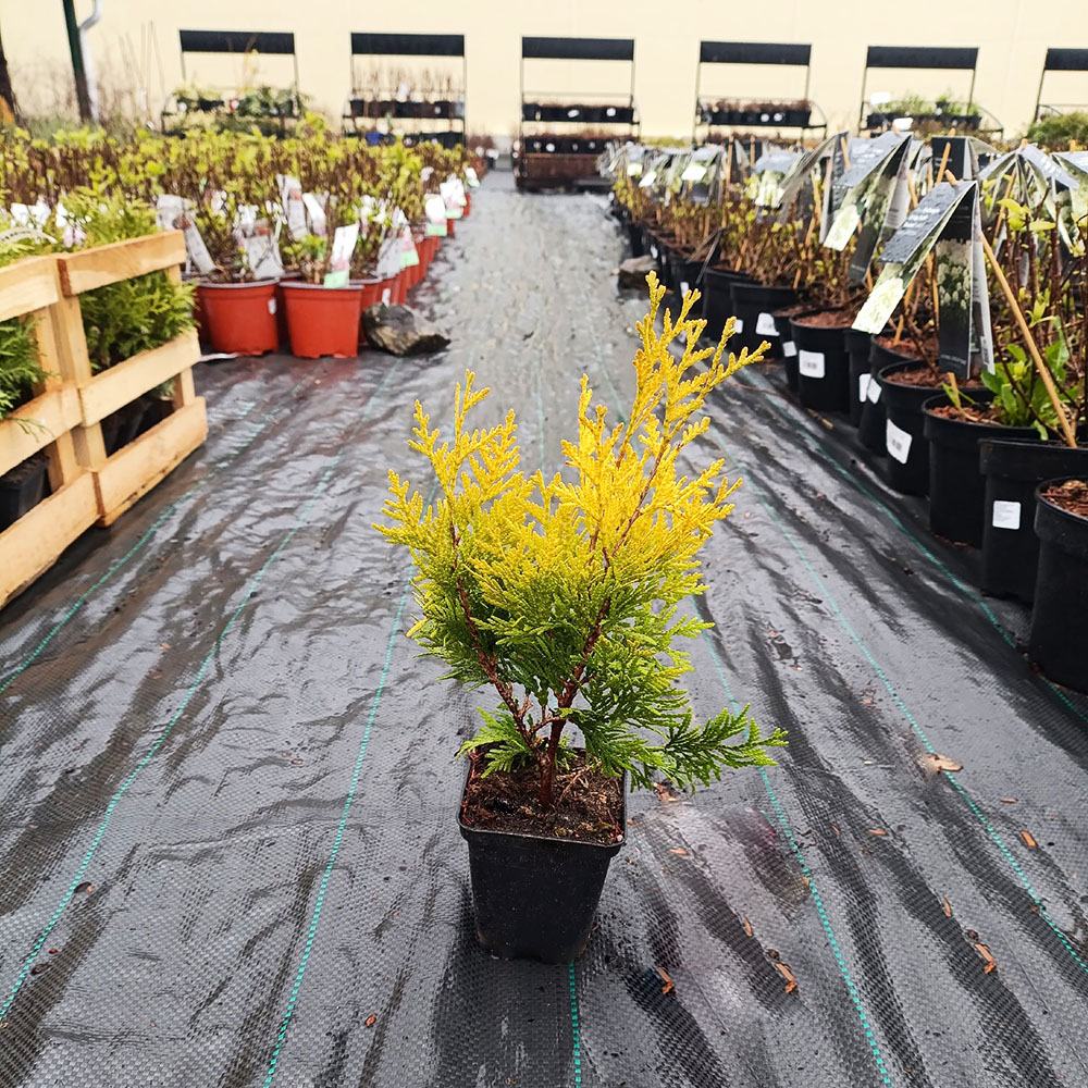 Туя западная Еллоу Риббон P9 1шт / Thuja occidentalis Yellow Ribbon
