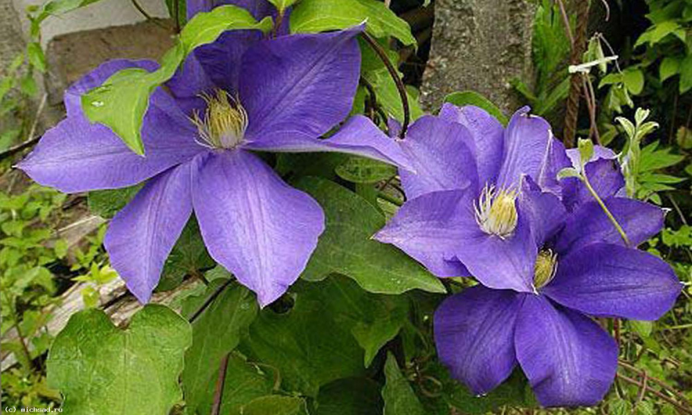 Клематис Х.Ф. Янг  1шт гр.обрезки 2 /Clematis H.F. Young