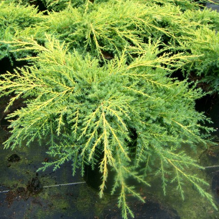 Можжевельник средний Голдкиссен С10 1шт/Juniperus media Goldkissen