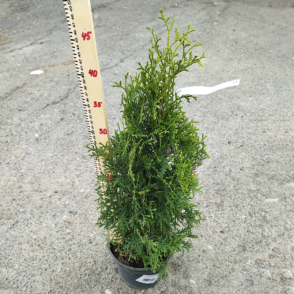 Туя западная Холструм С2-3 1шт/Thuja occidentalis Holmstrup
