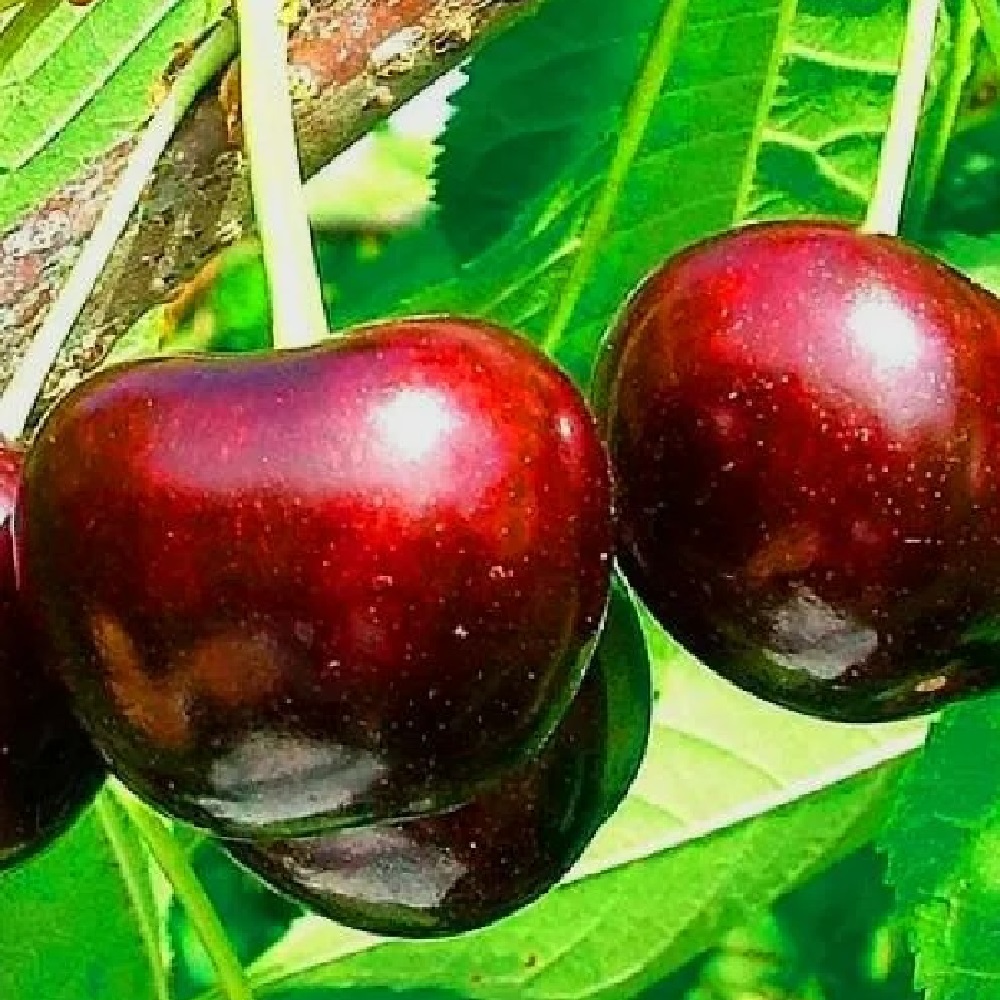 Черешня Крупноплодная в горшке 2л 1шт 