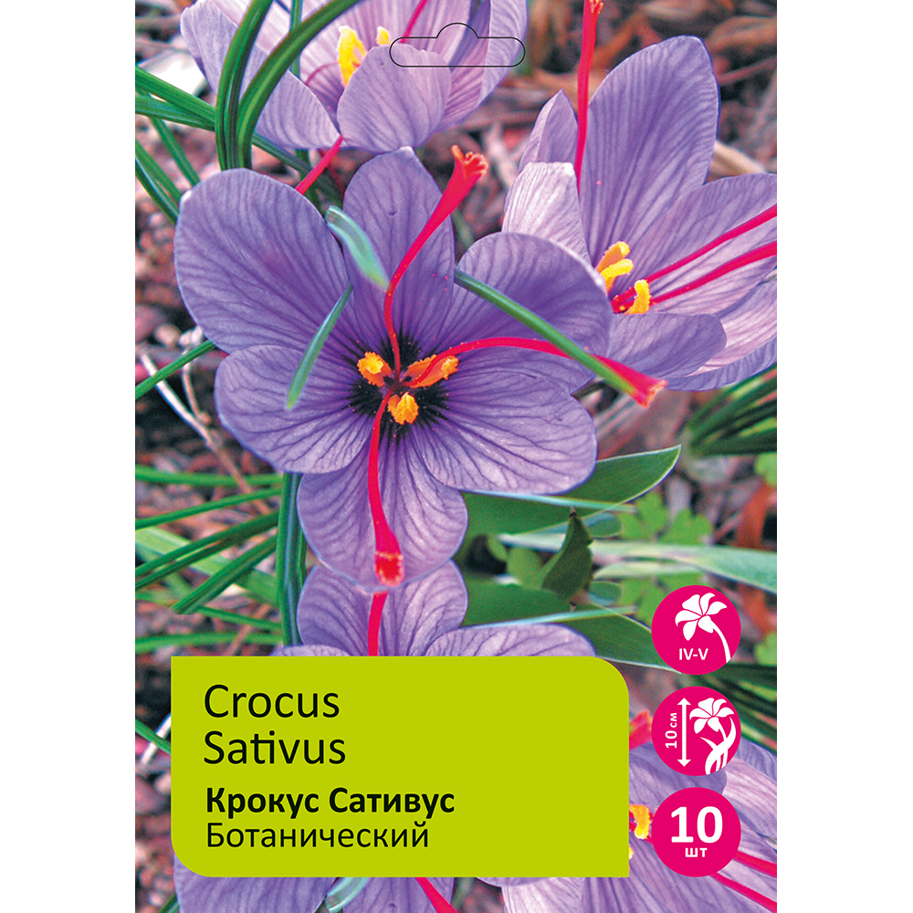 Крокусы Сативус ботанические 10 шт 8/+ /Crocus Sativus 
