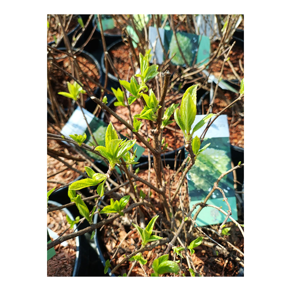 Гортензия метельчатая Мохито С5 1шт/Hydrangea paniculata MOJITO
