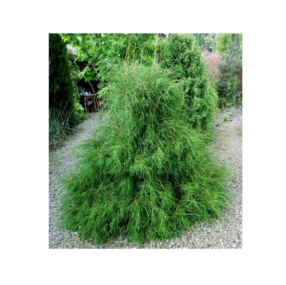 Туя западная Филиформис С3 (20-30) 1шт/Thuja occidentalis Filiformis 