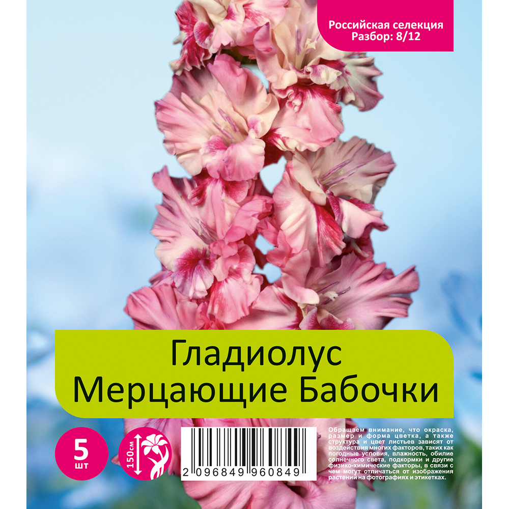 Гладиолус Мерцающие Бабочки 5шт  (разбор 8/12)