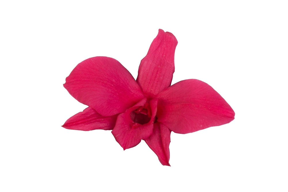 Орхидея Дендробидиум 5 гол. розовый/48