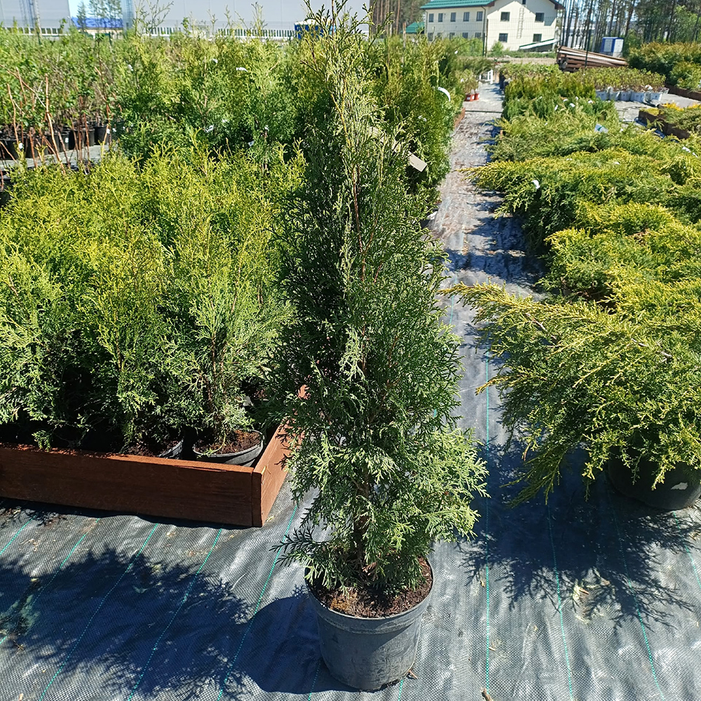 Туя западная Колумна С5 1шт/Thuja occidentalis Columna