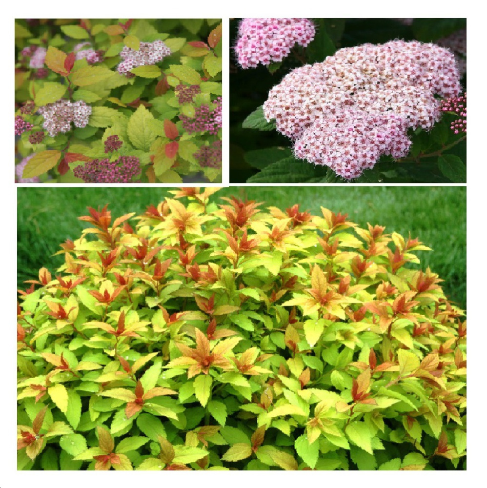Спирея японская Грин энд Голд /Spiraea japonica `Green and Gold` в горшке 5л  1шт 