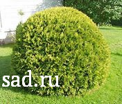 Туя западная Голден Глоб С5  1шт/Thuja occidentalis Golden Globe