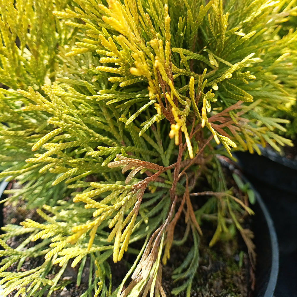Туя западная Голден Смарагд  С5 1шт/Thuja occidentalis Golden Smaragd