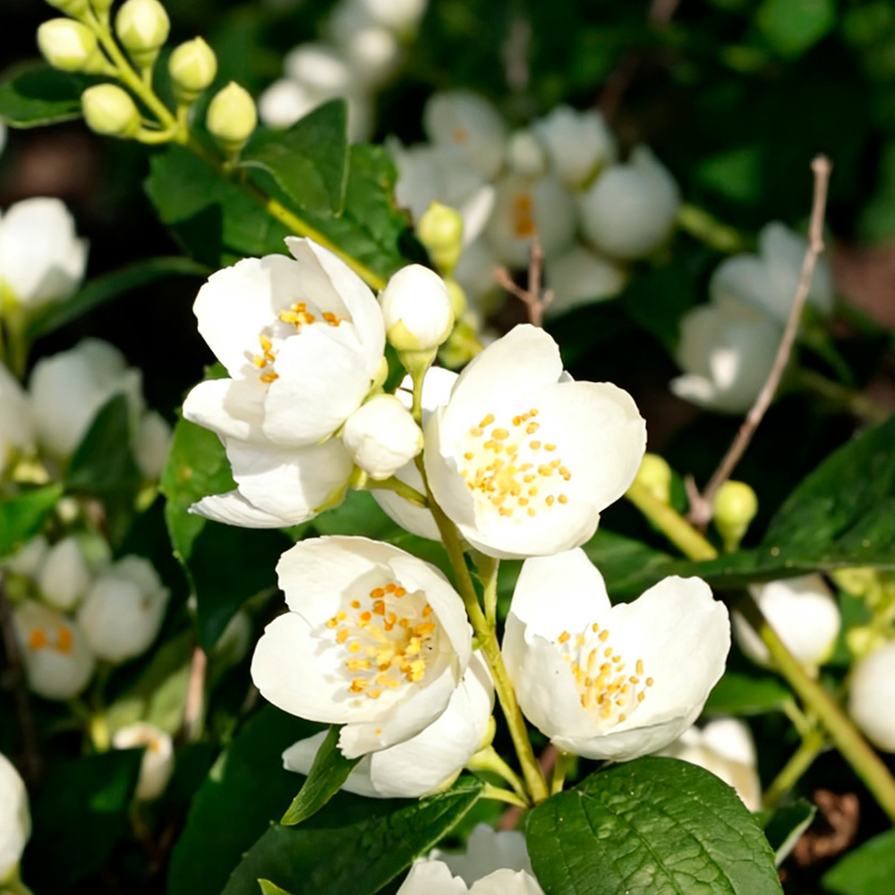 Чубушник венечный Годзиш С3 1шт/Philadelphus coronarius Godzisz