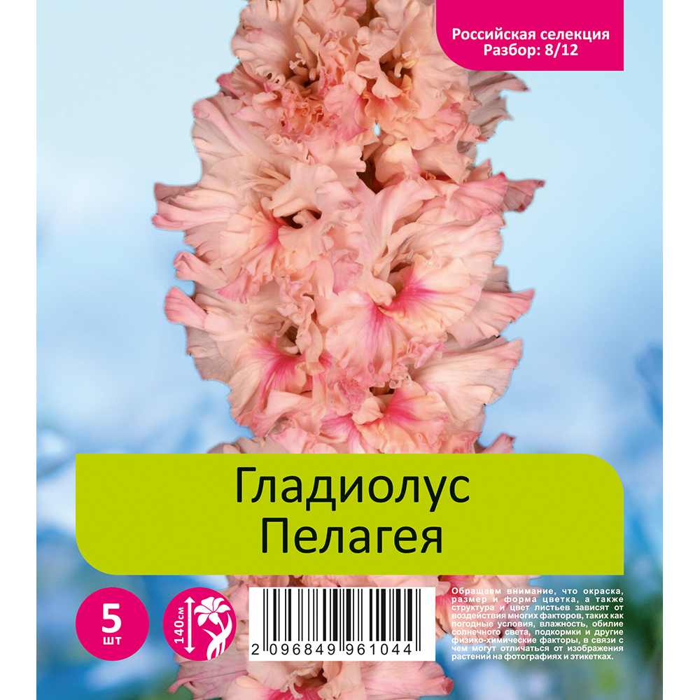 Гладиолус Пелагея 5шт  (разбор 8/12)
