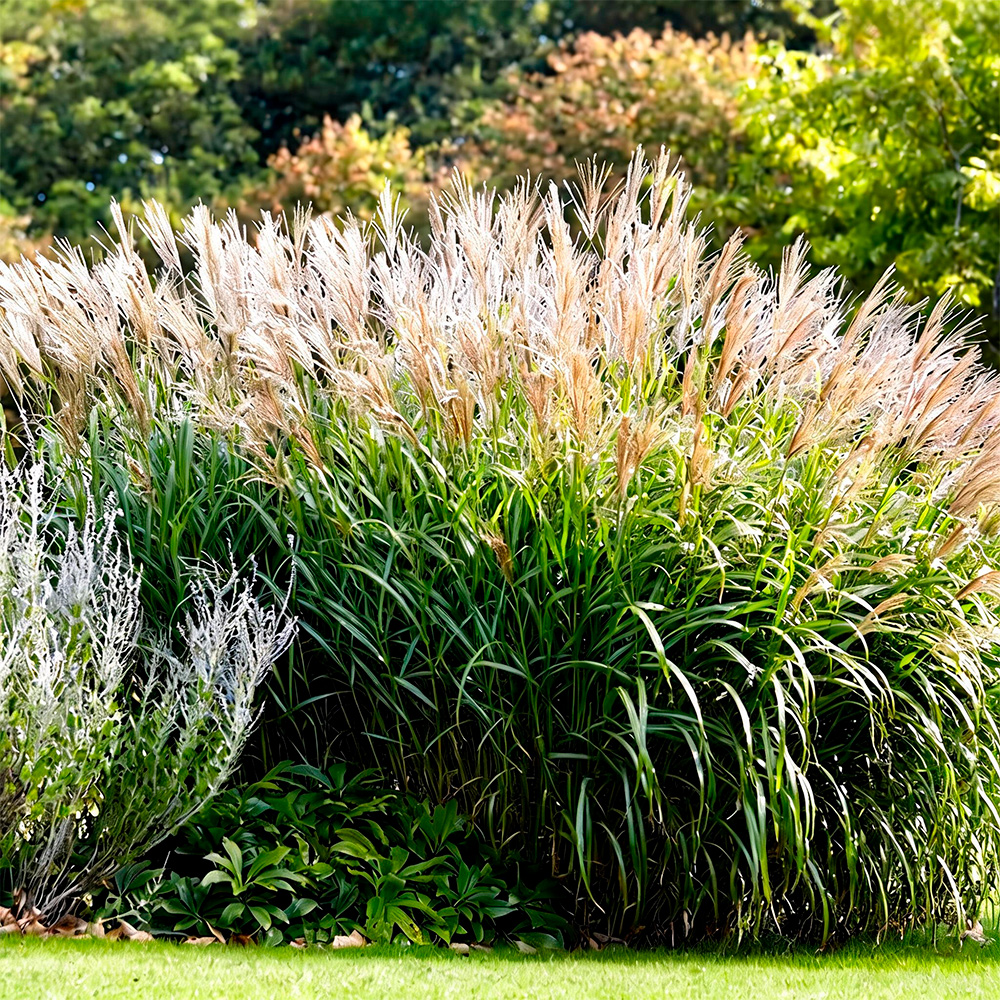 Мискантус китайский Малепартус С10 1шт /Miscanthus sinensis Malepartus