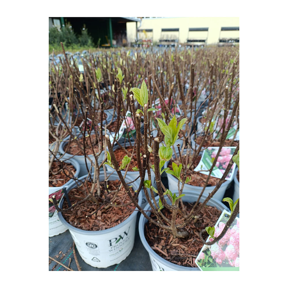 Гортензия метельчатая Квик Файр Фаб С5 1шт /Hydrangea paniculata QUICK FIRE FAB