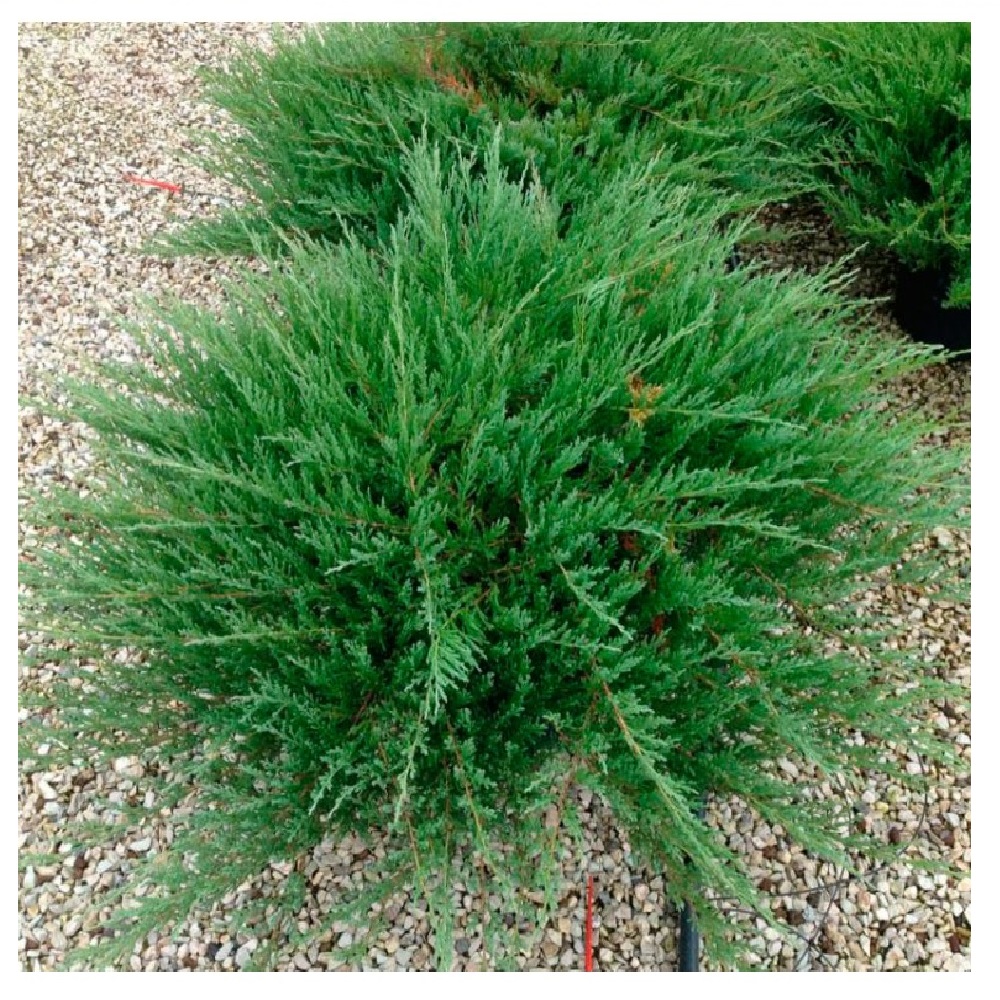 Можжевельник горизонтальный Андора Компакта Р9 1шт/Juniperus Andora Compacta