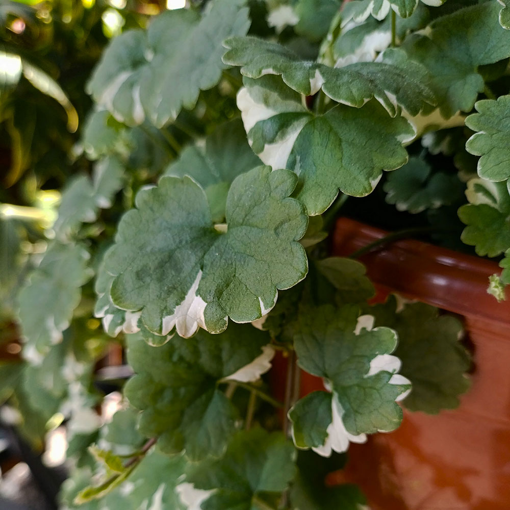 Глехома(Будра) плющевидная Вариегатная С2 1шт/Glechoma hederacea Variegata