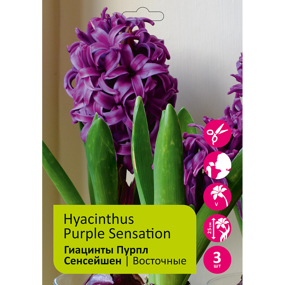 Гиацинты Пурпл Сенсейшен 3шт 17/18/ HYACINTH PURPLE SENSATION