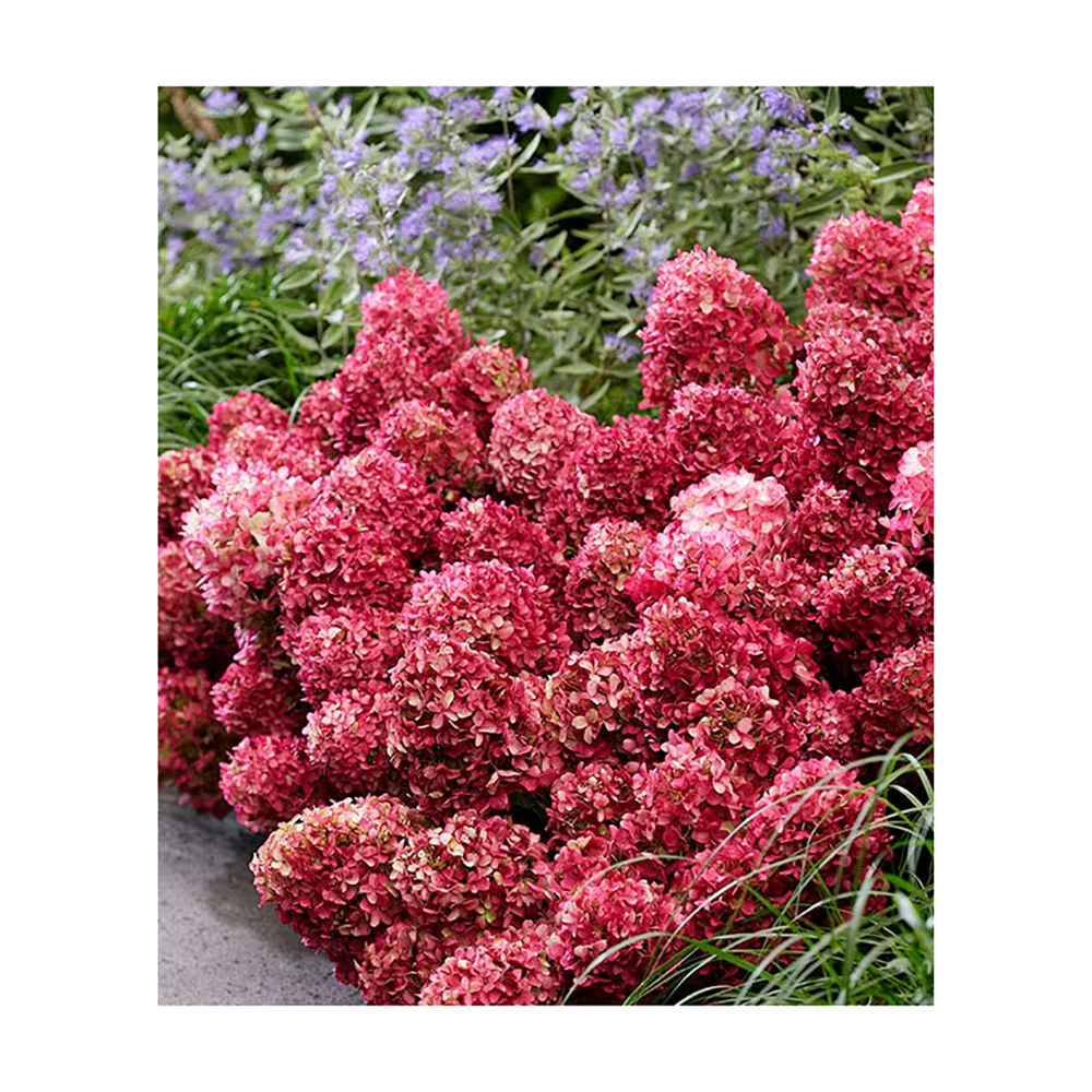 Гортензия метельчатая Петит Черри С10 1 шт / Petite Cherry