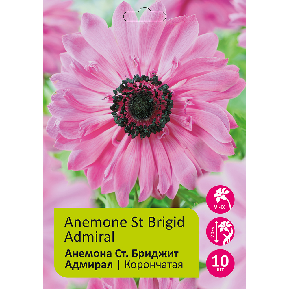 Анемона Ст. Бриджит Адмирал 10шт 6/7/ Anemone St. Brigid Admiral