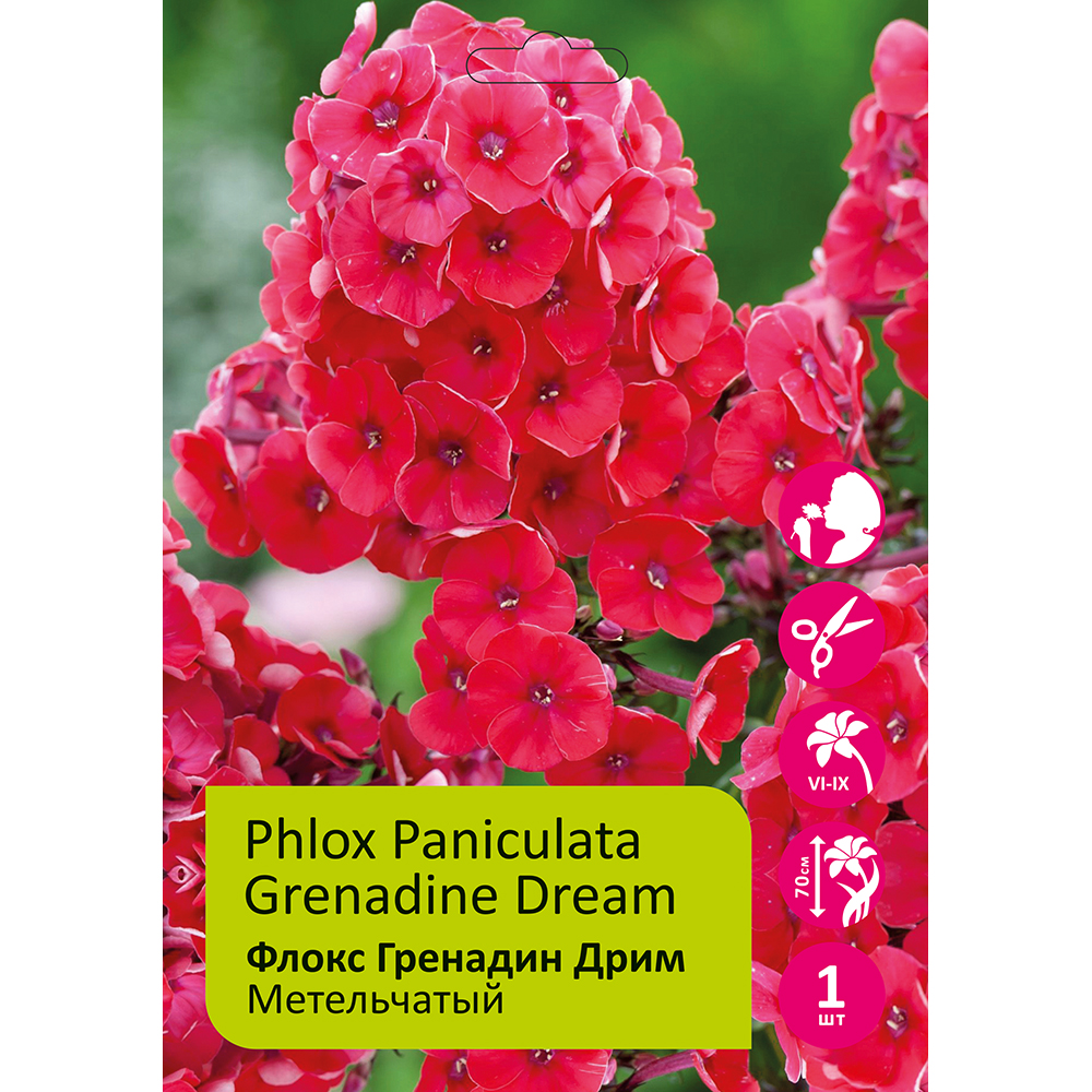 Флокс Гренадин Дрим 1шт метельчатый /Phlox Paniculata Grenadine Dream