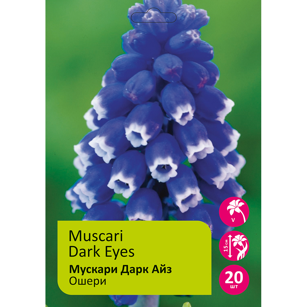 Мускари Дарк Айз 20шт 5/6 /Muscari Dark Eyes