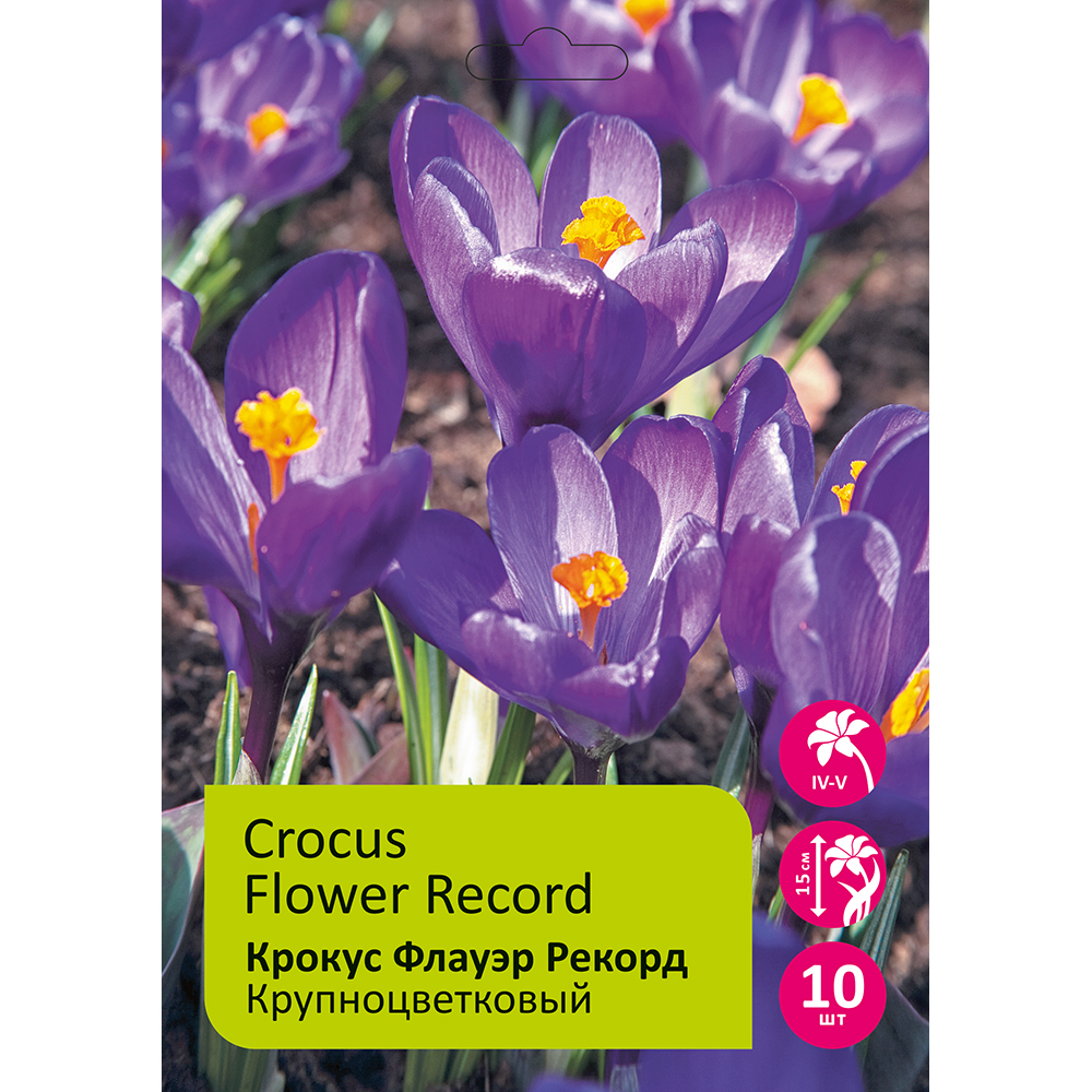 Крокусы Флауэр Рекорд 10шт 8/9 /Crocus Flower Record