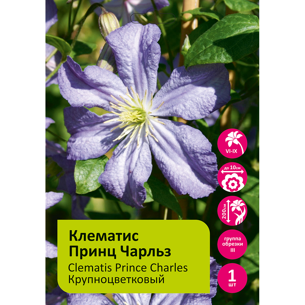 Клематис Принц Чарльз 1шт гр.обрезки 3 /Clematis Prince Charles