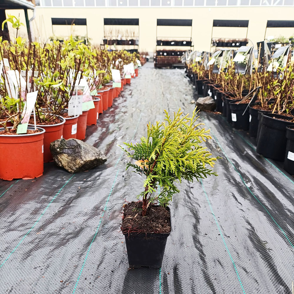 Туя западная Литтл Чемпион Р9 1шт /Thuja occidentalis Little Champion