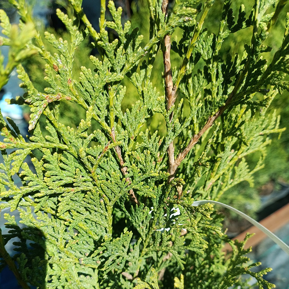 Туя западная Колумна С5 1шт/Thuja occidentalis Columna