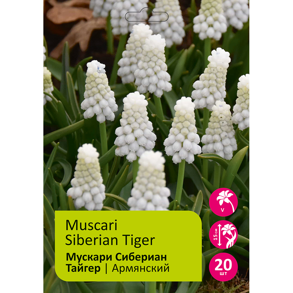 Мускари Сибериан Тайгер 20шт 6+ / Muscari Siberian Tiger