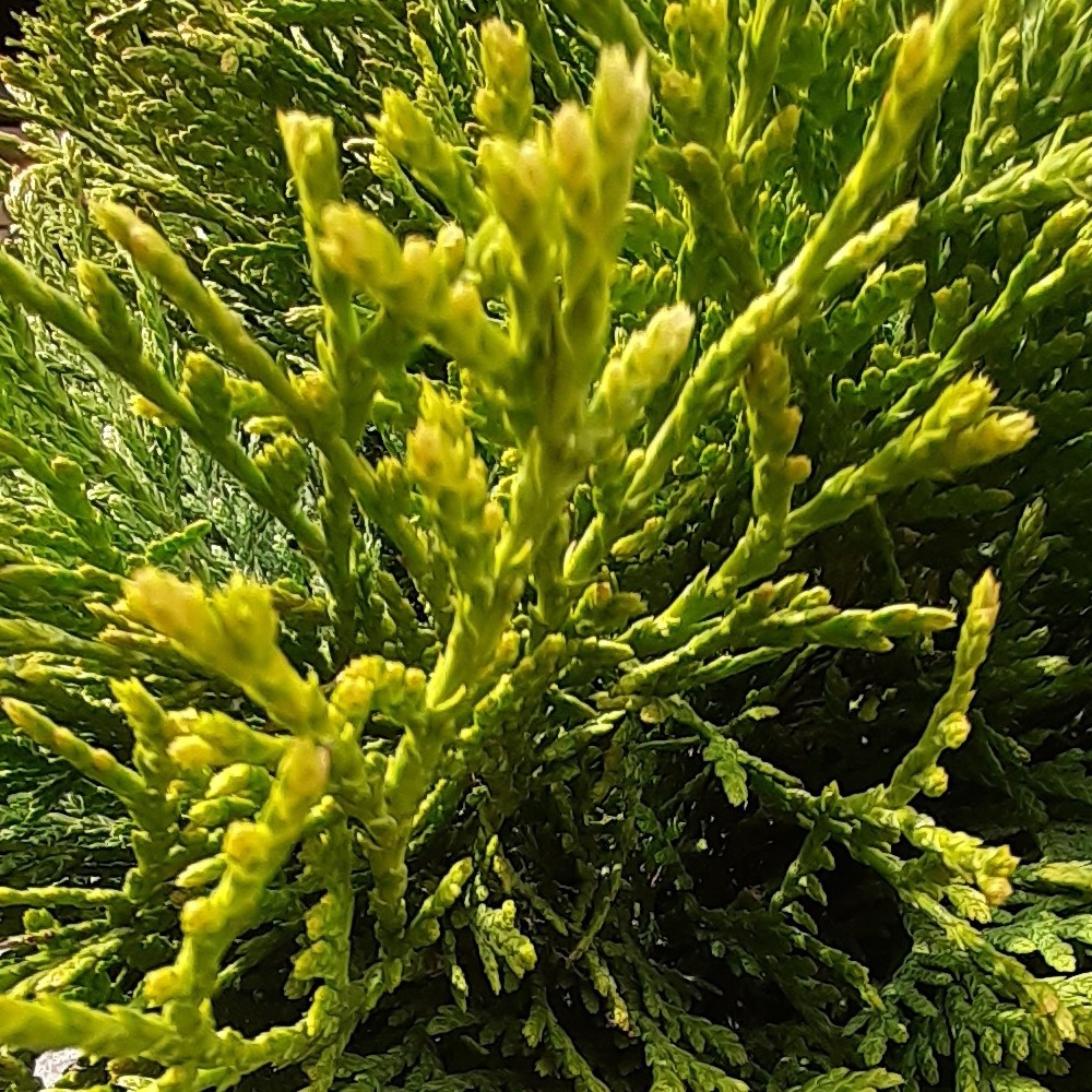 Туя западная Литтл Гиант С10 1шт /Thuja occidentalis Little Giant