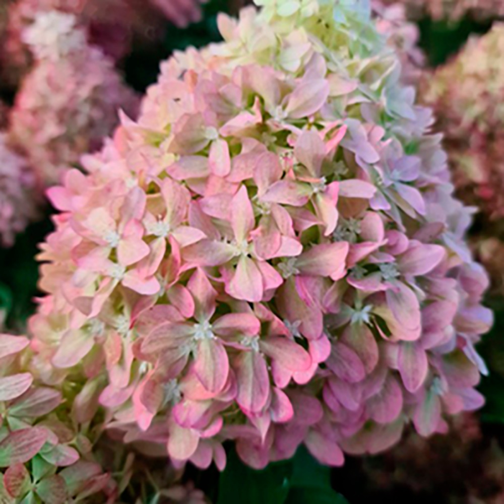 Гортензия метельчатая Пиксио С5 1шт/Hydrangea paniculata Pixio