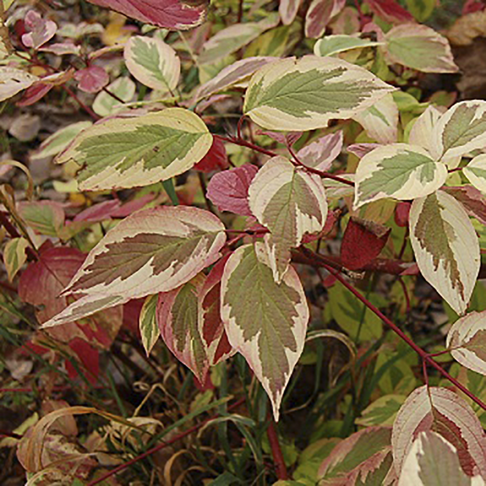 Дерен отпрысковый Хэджроу Голд С3 1шт/Cornus sericea Hedgerows Gold