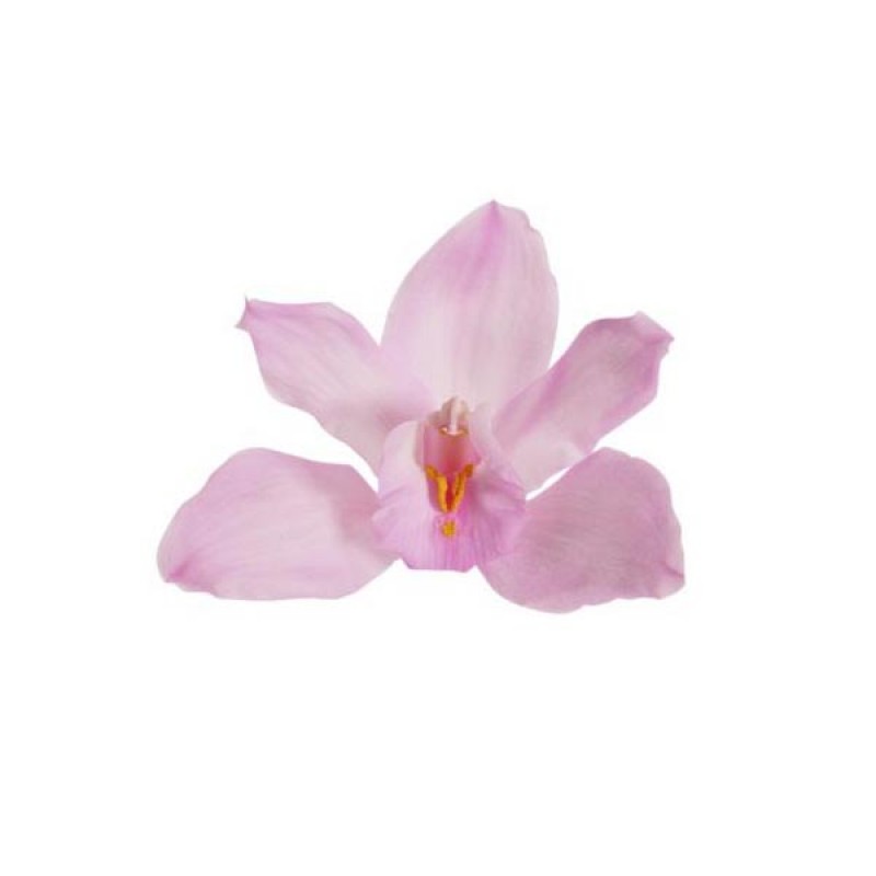 Орхидея Цимбидиум 4 гол. розовый/24