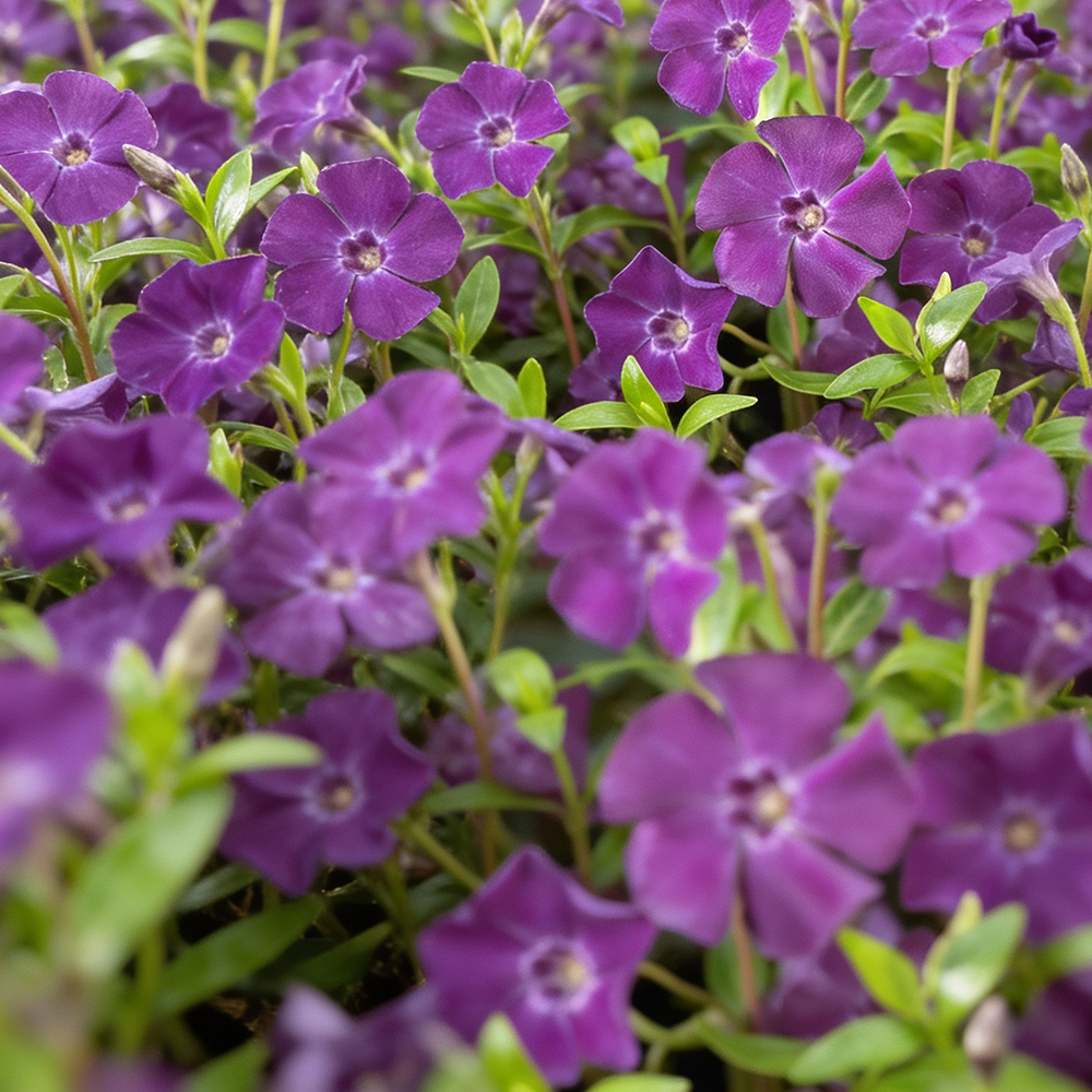 Барвинок малый Атропурпуреа С2 1шт/Vinca minor Atropurpurea