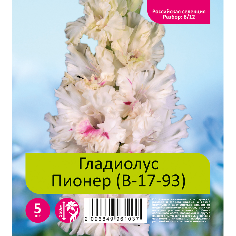Гладиолус Пионер (В-17-93) 5шт (разбор 8/12)