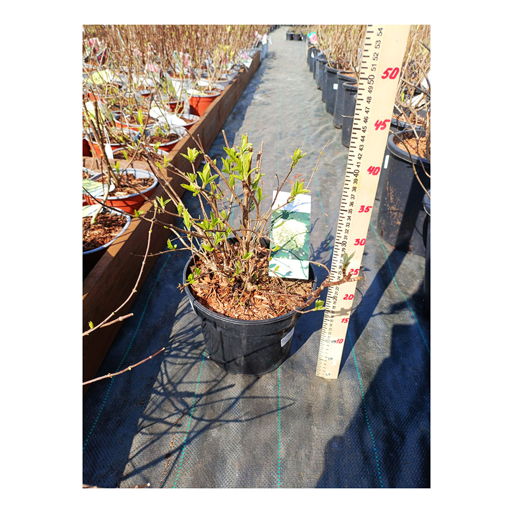 Гортензия метельчатая Мохито С5 1шт/Hydrangea paniculata MOJITO