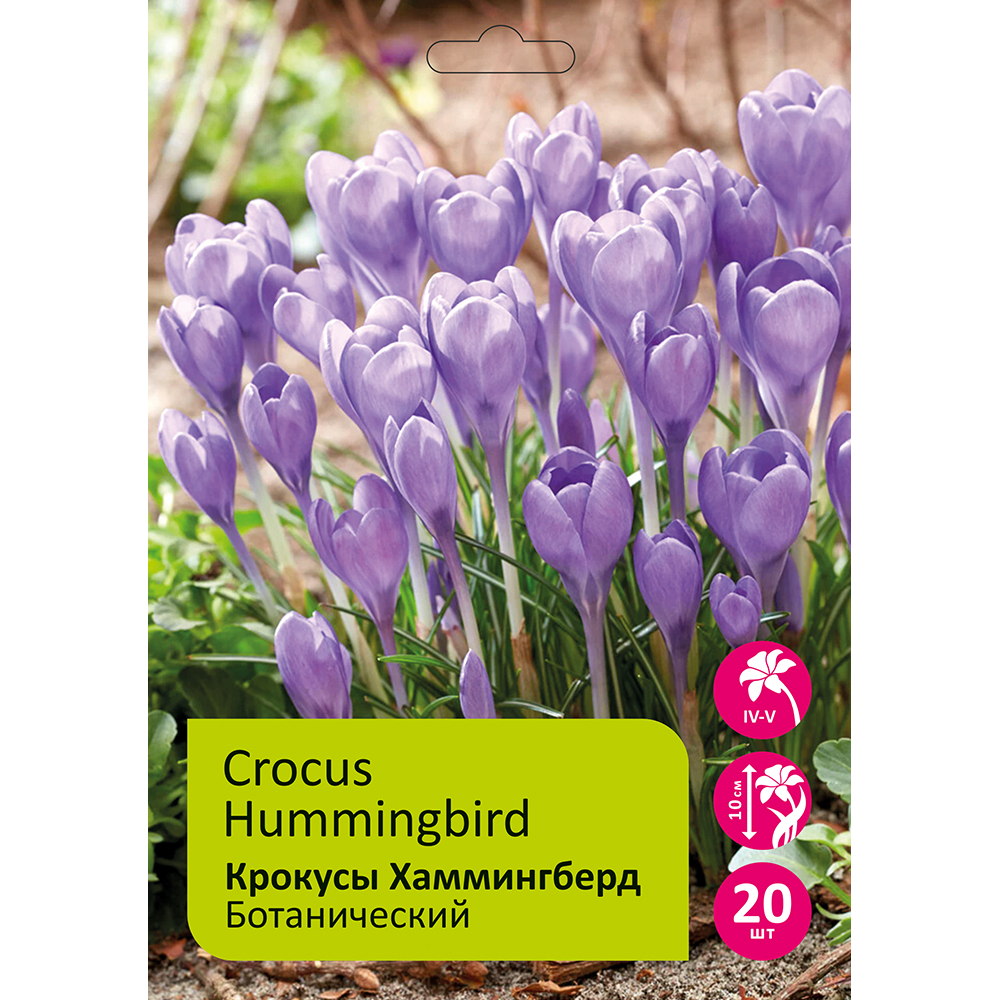 Крокусы Хаммингберд 20 шт 7/8  /CROCUS HUMMING BIRD