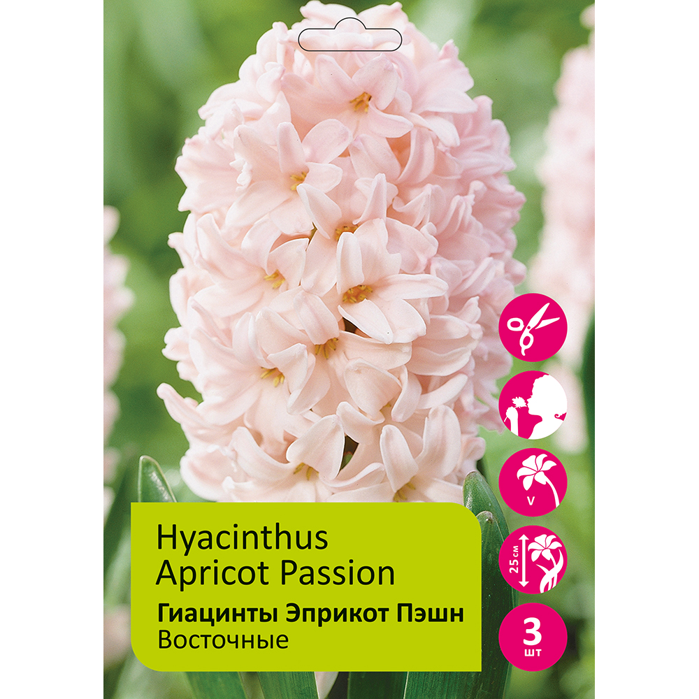 Гиацинты Эприкот Пэшн 3шт 17/18 /HYACINTH APRICOT PASSION