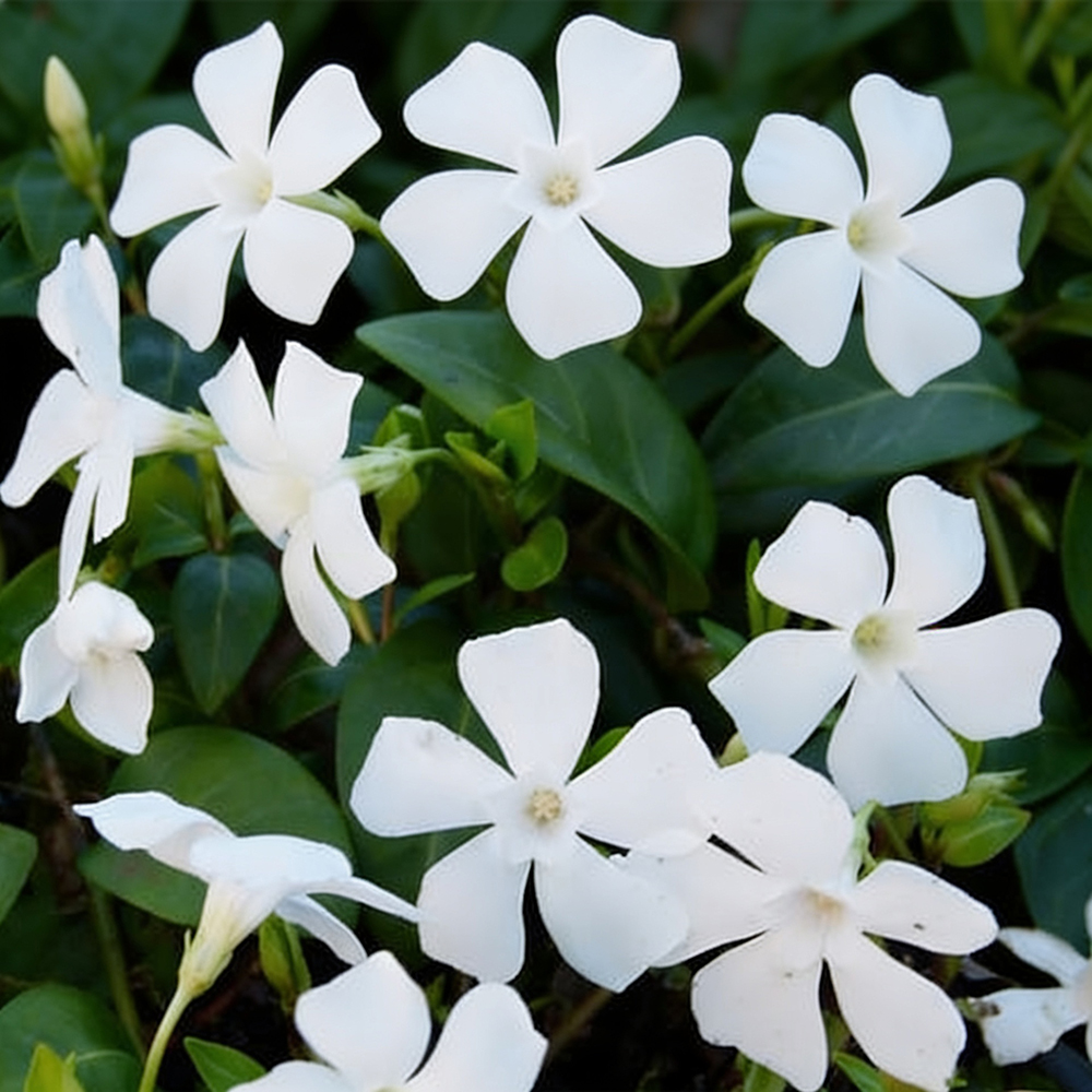 Барвинок малый Альба Вариегата С2 1шт/Vinca minor Alba Variegata