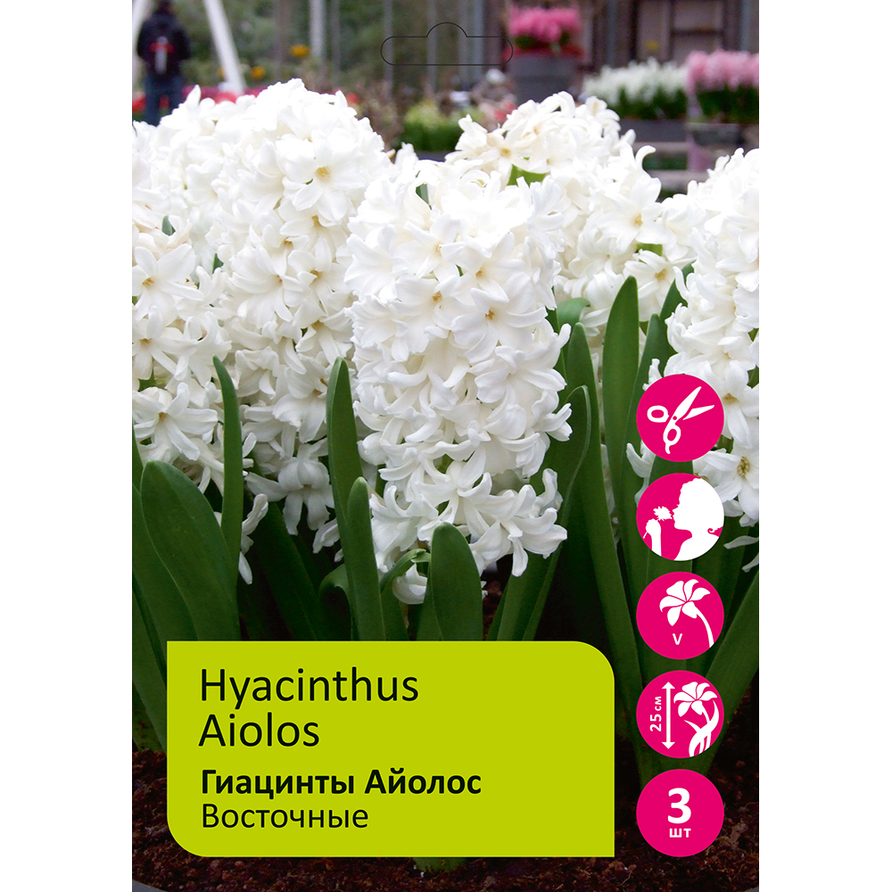 Гиацинты Айолос 3шт 17/18/ HYACINTH AIOLOS