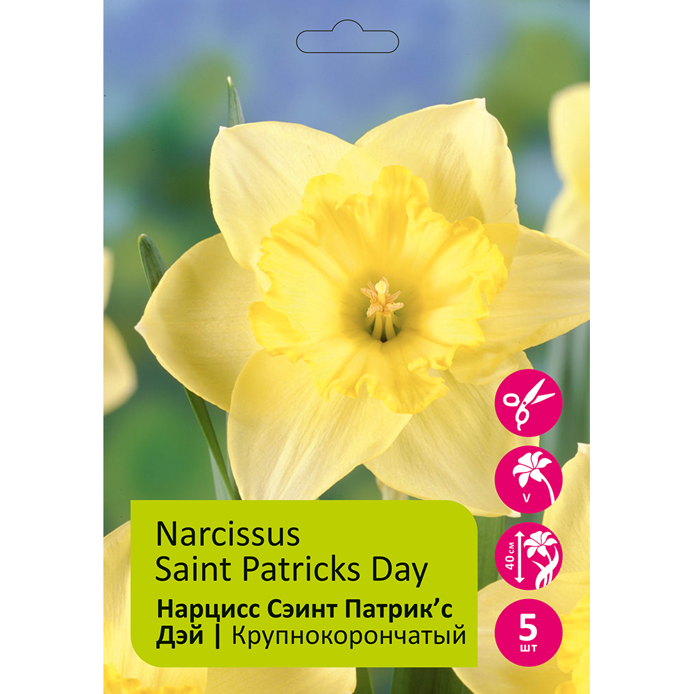 Нарциссы Сэинт Патрик'с Дэй крупнокорончатый 5шт 12/14 /Narcissus Saint Patricks Day