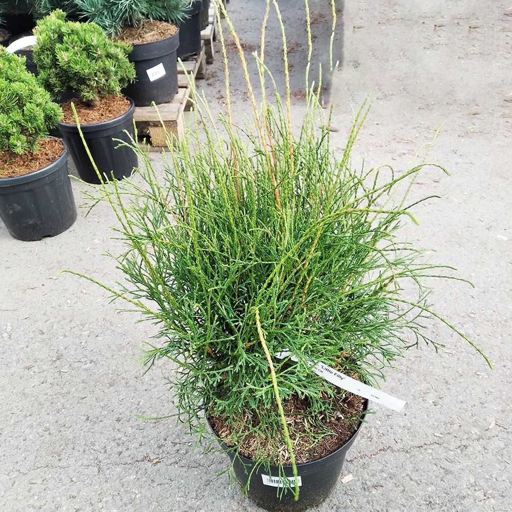 Туя западная Литтл Филли С7,5 (высота 40-50см) 1шт/Thuja occidentalis Little Filly