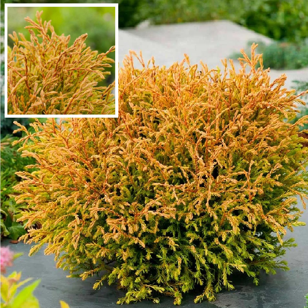 Туя западная Голден Таффет С3 (20-25) 1шт/Thuja occidentalis Golden Tuffet